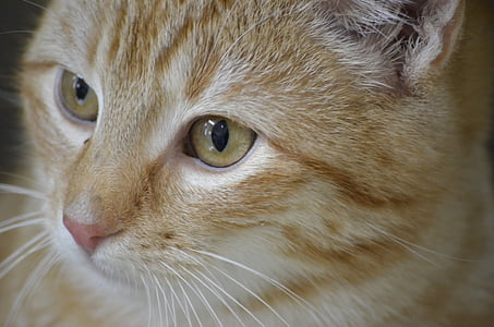 котка, хуманно отношение към, Портрет, червена котка, домашна котка, природата, животни