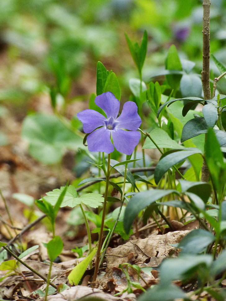 periwinkle, forest, spring