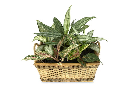 aglaonema, dieffenbachia, potten-scaping, prydplanter, anlegget, grønn, blad