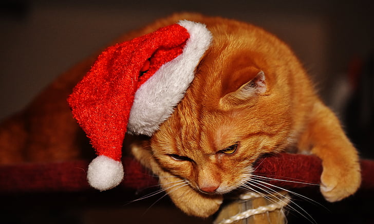 cat, red, christmas, santa hat, funny, cute, mackerel