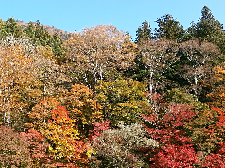 Осень, Осенние листья, красочные, Гора, Вудс, лес, Дендрарий