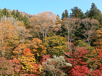 秋, 紅葉, カラフルです, 山, 森の中, フォレスト, 樹木園