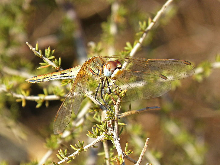 dragonfly, detail, branch, wings