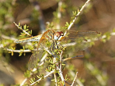 Dragonfly, detaljer, gren, vinger