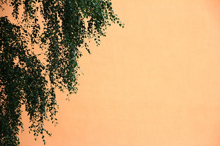 bouleau, arbre, orange, feuilles, automne