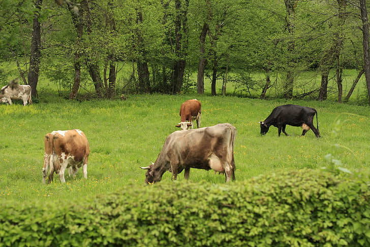 vaca, herba, animal, l'agricultura, granja, bestiar, camp