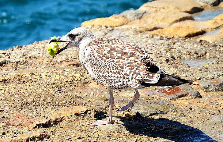 Seagull, äta, naturen, på vattnet