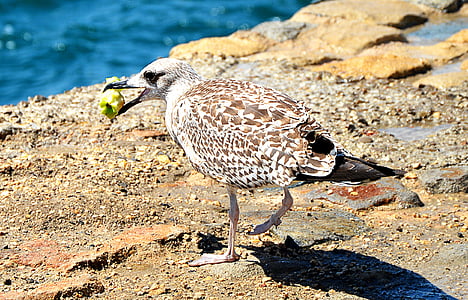 Seagull, eten, natuur, op het water