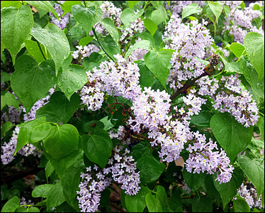 lilac, flower, white, blosom, gardening, nature