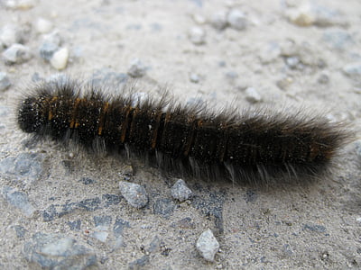 worm, hairy, animal, nature, insect