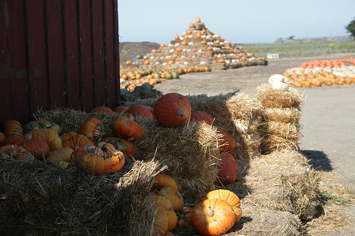 pumpkin, harvest, halloween