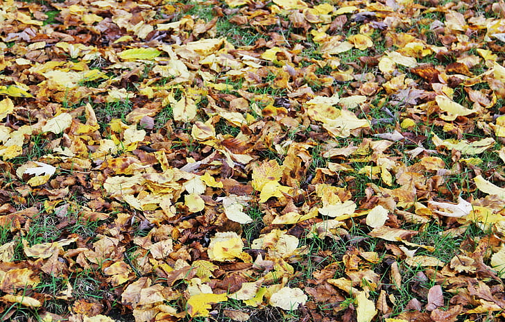 hersbtlaub, blader, høsten blader, fall farge, natur, fargerike, høstfarger