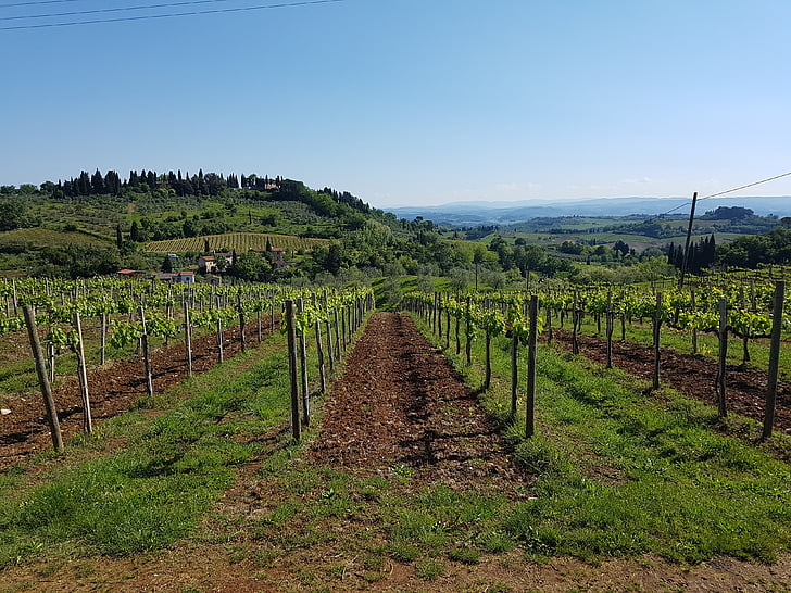 wino, winorośl, Chianti, Toskania, krajobraz, region winiarski, winorośli