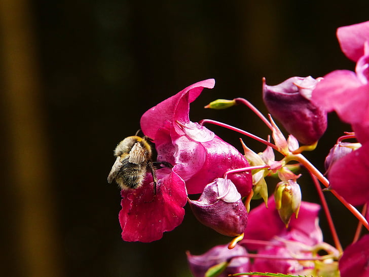 индийски springkraut, хималайски балсам, годишни, Хумел, насекоми, диви цветя, билка червено Пролет