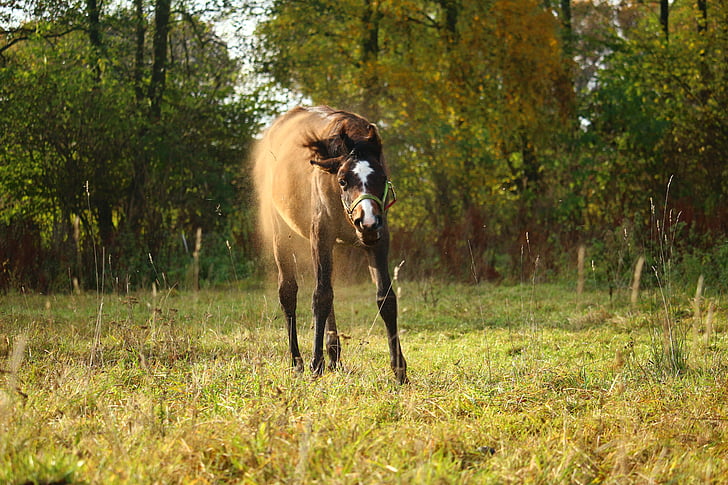 ló, Csikó, por, legelő, ősz, gördülő, barna