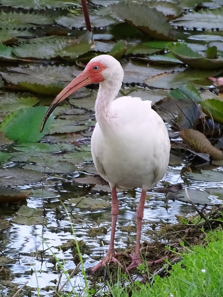 ibis, white, bird, water, wading, lake, pond