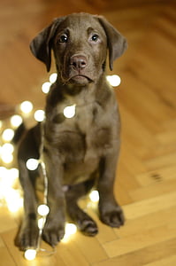 gos, Labrador, Nadal, llums, valent, recollidor de pilotes, animal