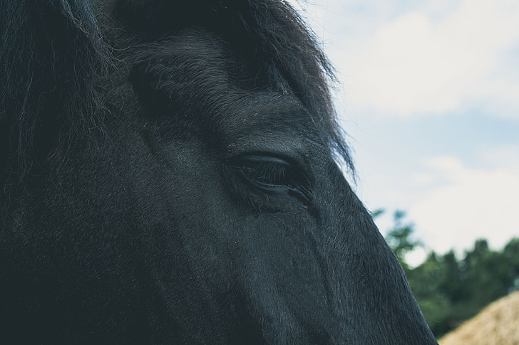 konj, jjeza portret, temno, oči, živali, sesalec, narave