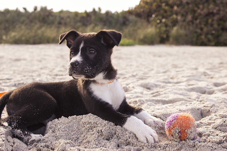 ball, beach, curious, dog, fun, paw, pet