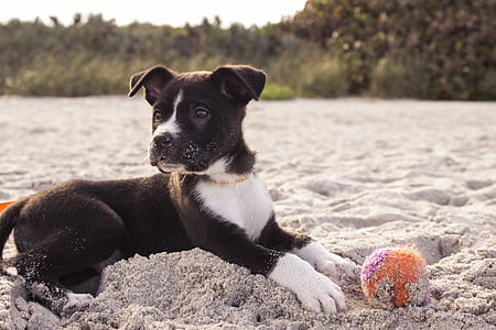 μπάλα, παραλία, περίεργος, σκύλος, διασκέδαση, πόδι, κατοικίδιο ζώο