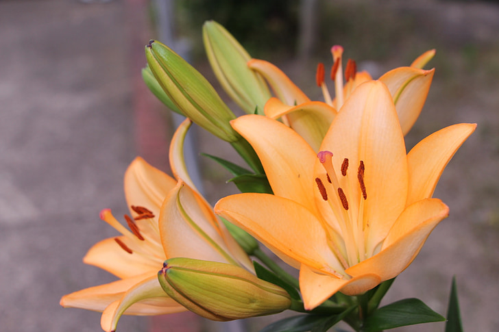Lily, pomarańczowy kwiat, bukiet kwiatów