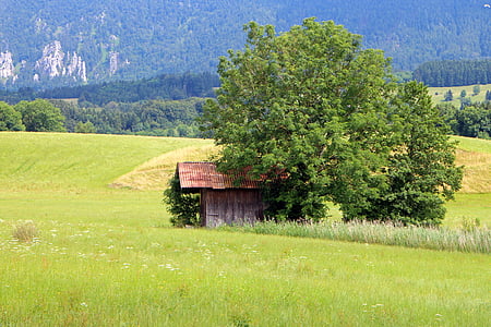 Barn, Hut, kenttä, niitty, puu, Luonto, Romance
