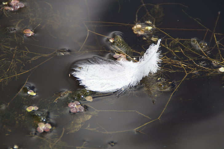 våren, White feather, vann fugl, Swan, mistet, hvit, svømme
