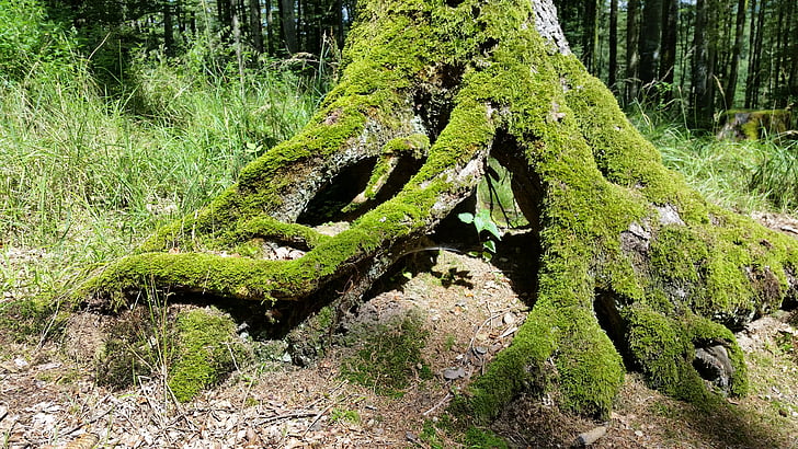 tree support, tree, moss, forest, log, root, weave