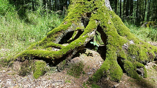 tree support, tree, moss, forest, log, root, weave