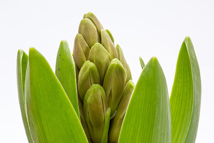 hyacint, våren, grön, Hyacinth knoppar, Anläggningen, naturen, Stäng