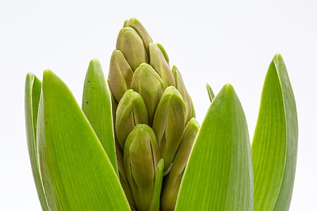 hyacinth, forår, grøn, hyacinth knopper, plante, natur, Luk