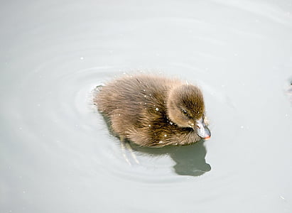 пате, патица, бебе пате, Сладък, пухкави, вода, езерото