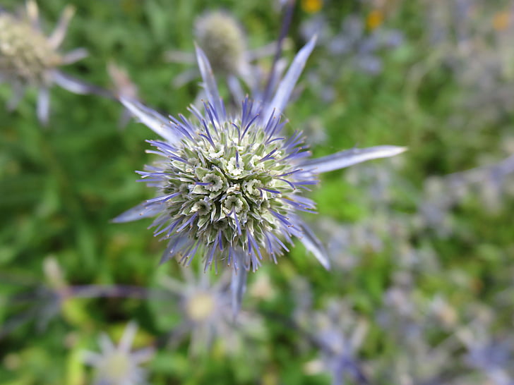 Eryngium, άνθιση, λουλούδι, μπλε, ελαιόπρινος θάλασσας, φυτό, άνθος