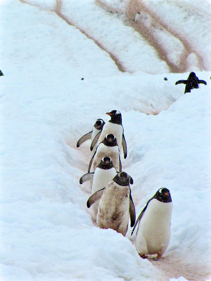 pingviini, lintu, vedessä, eläinten, lumi, vesieläinten, talvi
