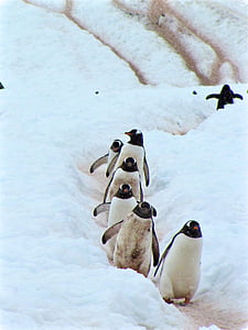 pingvin, ptica, vodnih, živali, sneg, vodne živali, pozimi
