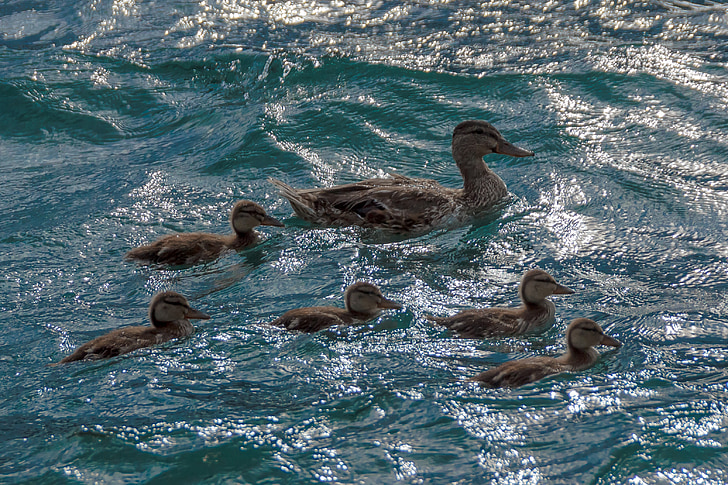 ducks, back light, water, water bird, waterfowl, duck, family