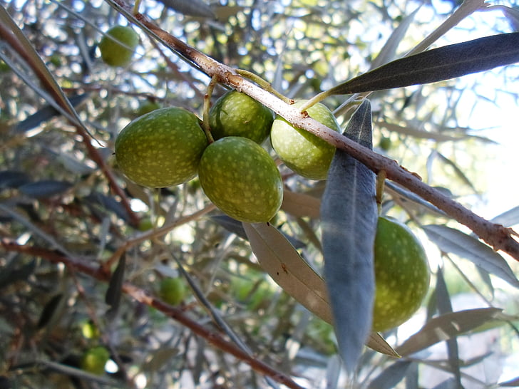 оливы, зеленые, ветки, fruit, food, nature, freshness