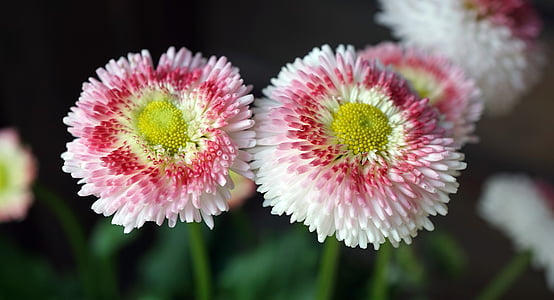 bellis, tausendschön, early bloomer, harbinger of spring, daisy, asteraceae, close