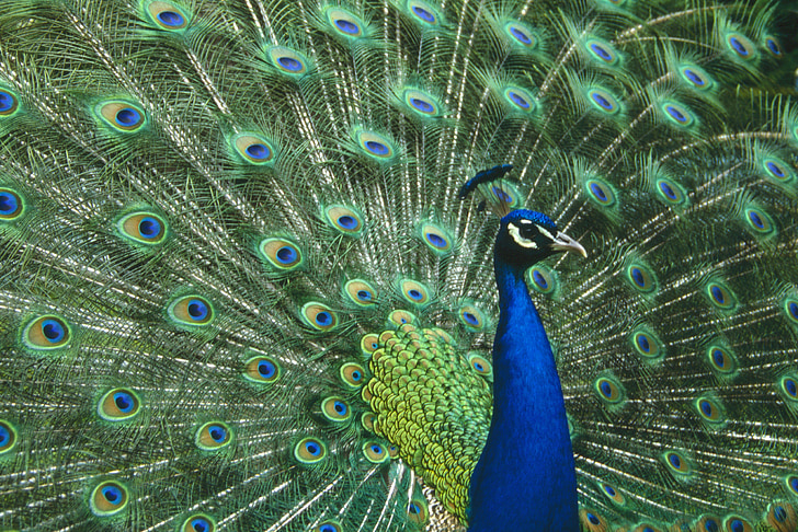 Peacock, vogel, man, veren