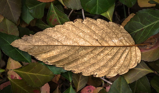 leaves, autumn, plants, the leaves, leaf, nature, brown