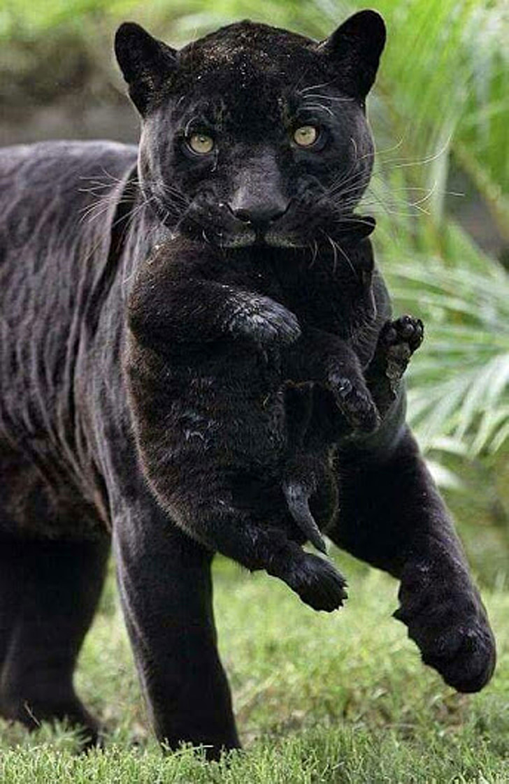 mačka, čierna, divoké, zviera, voľne žijúcich živočíchov, lovec, Príroda