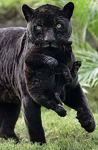 고양이, 블랙, 야생, 동물, 야생 동물, 헌터, 자연