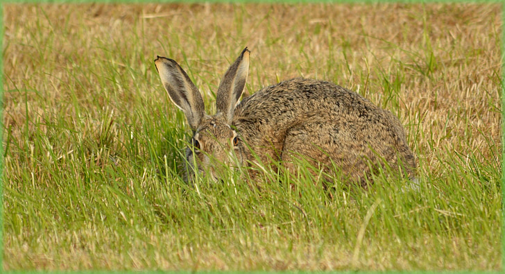 kanin, Hare, feltet, eng, natur, dyr, Wild