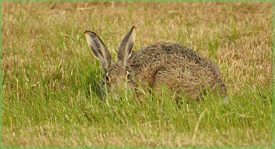 kanin, Hare, fältet, äng, naturen, djur, vilda