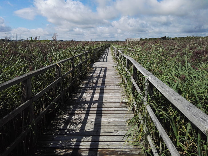 boardwalk, reed, lake, nature, web, landscape, rest
