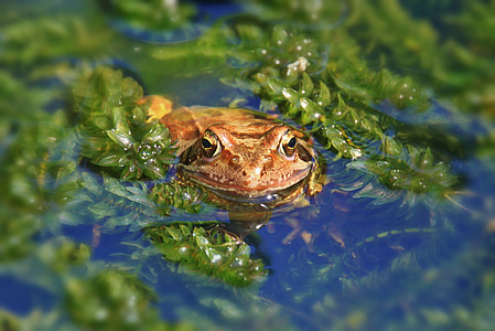 Frosch, Tier, Amphibie, Teich, Gartenteich, tierische Porträt, Wasserpflanzen