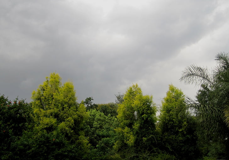 bầu trời, đám mây, bão tố, broody, cây, màu xanh lá cây, ánh sáng