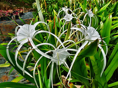 spider lily, lily, white, flowers, plant, floral, blossom