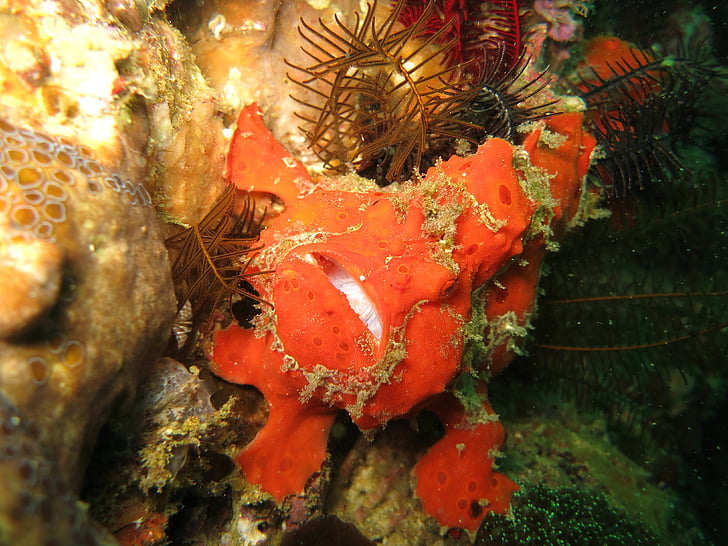 poisson-grenouille, baudroie, plongée, plongée sous-marine, macro, Malapascua, Philippines