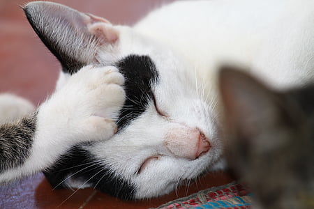 猫, 兄, ケア猫, ネコ科の動物, 動物, 眠っています。, 子猫